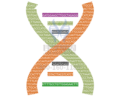 【k8com官网基因检测】<font color='red'><font color='red'>四氢</font><font color='red'>生物</font><font color='red'>蝶呤</font><font color='red'>缺乏</font></font>症基因解码、基因检测