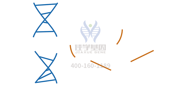 <b>【k8com官网基因检测</b>